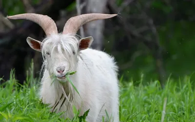 Epic White Wallpaper Abstract Wallpaper 4K 2560x1600 Hd, Pc, Desktop, Wallpaper, Featuring, A, White, Goat, Large, Curved, Horns, Grazing, Ultrawide, QHD