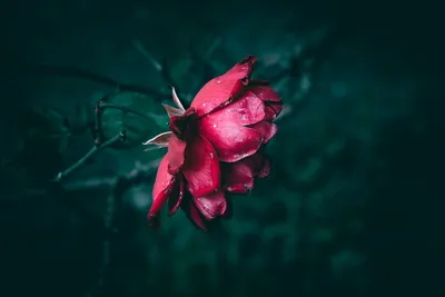 Vivid Red Rose Black/Dark Wallpaper 4K 6960x4640 Pink, Gray, Brown
