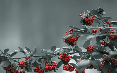 Bold Nature Wallpaper Nature Wallpaper 4K 1920x1200 Nature, Rowan, Hd, Desktop, Wallpaper, Background, Image, Gray, Ultrawide, Full HD