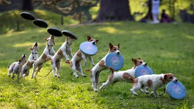 Dreamy Jack Wallpaper Animals Wallpaper 4K 2048x1152 A, Jack, Russell, Terrier, Jumping, In, Sequence, To, Catch, Frisbee, Park, Captured, Brown, Ultrawide, Full HD