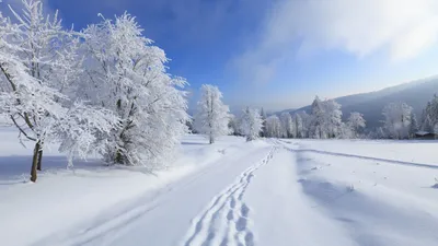 Sleek Serene Wallpaper Nature Wallpaper 4K 2560x1440 A, Serene, Winter, Landscape, With, Tree, Branches, Covered, Snow, Under, Bright, Blue, White, Ultrawide, QHD