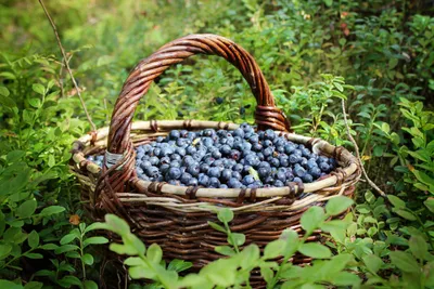 Basket Fruit Berry Abstract Wallpaper 4K 3000x2000 Basket, Fruit, Berry, Food, Blueberry, Hd, Desktop, Wallpaper, Gray, Landscape, QHD