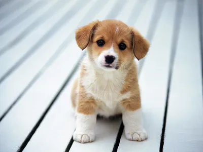 Serene Cute Wallpaper Abstract Wallpaper 4K 2560x1920 Hd, Desktop, Wallpaper, Of, A, Cute, Corgi, Puppy, Sitting, Light-colored, Wooden, Floor, White, Landscape, QHD