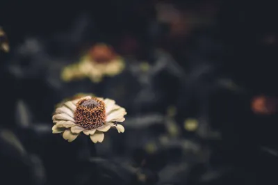 Golden General Wallpaper Abstract Wallpaper 4K 6048x4024 Wallpaper, General, 6048x4024, Gray, Ultrawide, 4k