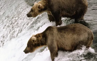 Animal Bear Animals Animals Wallpaper 4K 1920x1200 Animal, Bear, Hd, Desktop, Wallpaper, Background, Image, White, Gray, Ultrawide, Full HD