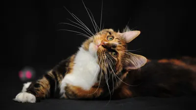 Close Relaxed Cat Green Eyes Animals Wallpaper 4K 1920x1080 Hd, Pc, Desktop, Wallpaper, Featuring, A, Close-up, Of, Relaxed, Cat, Striking, Green, Gray, White, Ultrawide, Full HD