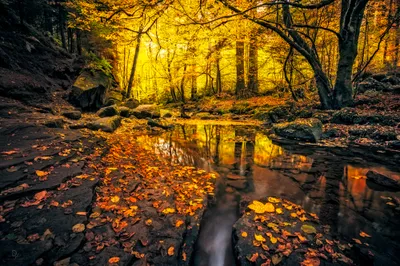 Serene Fall Forest Nature Wallpaper 4K 2000x1333 Hd, Desktop, Wallpaper, Of, A, Serene, Fall, Forest, Stream, Featuring, Vibrant, Yellow, Orange, Ultrawide, Full HD