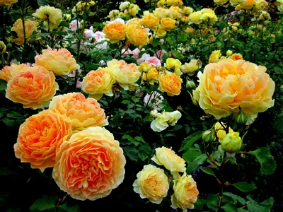 Close Vibrant Yellow Nature Wallpaper 4K 3264x2448 Close-up, Of, A, Vibrant, Yellow, Rose, Bush, In, Garden, Showcasing, Lush, Petals, Purple, Orange, Landscape, QHD