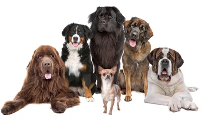Group Diverse Dog Animals Wallpaper 4K 2560x1600 Hd, Desktop, Wallpaper, Featuring, A, Group, Of, Diverse, *dog, Breeds, Sitting, Laying, White, Ultrawide, QHD