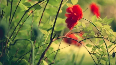 Serene Vibrant Wallpaper Nature Wallpaper 4K 2560x1440 A, Vibrant, Red, Flower, Among, Lush, Greenery, Captured, Rich, Detail, Making, Stunning, Gray, Pink, Brown, Ultrawide, QHD