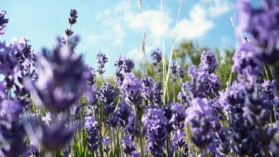 Bright Vibrant Wallpaper Nature Wallpaper 4K 1920x1080 A, Vibrant, Field, Of, Lavender, Flowers, Under, Bright, Blue, Sky, Showcasing, Nature, White, Ultrawide, Full HD