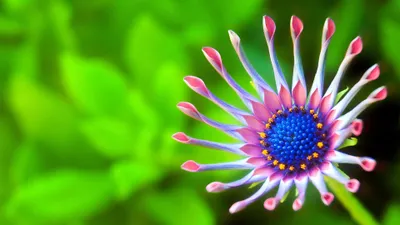 Vibrant Daisy Flower Pink Petals Nature Wallpaper 4K 3840x2160 A, Vibrant, Daisy, Flower, With, Intricate, Pink, Petals, Blue, Center, Set, Against, Red, Brown, Ultrawide, 4k