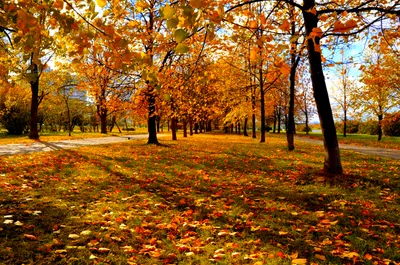 Vibrant Fall Sunlit Nature Wallpaper 4K 2972x1974 Hd, Wallpaper, Of, A, Vibrant, Fall, Scene, Featuring, Sunlit, Park, Golden, Orange, Brown, Ultrawide, QHD