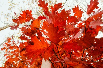 Vibrant Cluster Red Leaves Nature Wallpaper 4K 2048x1356 Hd, Desktop, Wallpaper, Featuring, A, Vibrant, Cluster, Of, Red, Leaves, Against, Light, White, Ultrawide, Full HD
