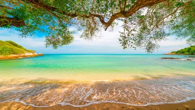 Serene Beach Foamy Nature Wallpaper 4K 2560x1440 A, Serene, Beach, Scene, With, Foamy, Waves, Lapping, Sandy, Shore, Framed, Tree, White, Ultrawide, QHD