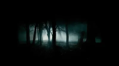 Dark Forest Tall Nature Wallpaper 4K 1920x1080 A, Dark, Forest, With, Tall, Trees, Shrouded, In, Mist, Creates, Eerie, Atmosphere, Gray, Ultrawide, Full HD