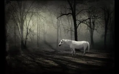 Fantasy Forest Majestic White Nature Wallpaper 4K 1920x1200 Hd, Desktop, Wallpaper, Of, A, Fantasy, Forest, Scene, Featuring, Majestic, White, Unicorn, Gray, Ultrawide, Full HD
