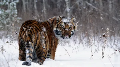 Majestic Tiger Stands Snowy Nature Wallpaper 4K 1920x1080 A, Majestic, Tiger, Stands, In, Snowy, Winter, Landscape, Captured, Desktop, White, Ultrawide, Full HD