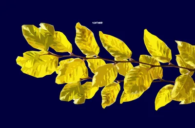 Autumn Leaves Nature Nature Wallpaper 4K 3252x2129 Autumn, Leaves, Yellow, Black, Ultrawide, QHD