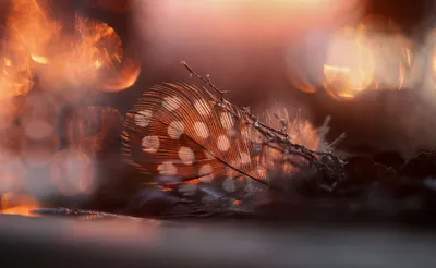 Epic Macro Wallpaper Abstract Wallpaper 4K 3000x1851 Macro, Photography, Of, A, Delicate, Feather, With, White, Spots, Highlighted, Warm, Bokeh, Pink, Brown, Ultrawide, QHD