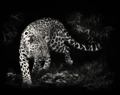 Crisp Leopard Wallpaper Black/Dark Wallpaper 4K 2048x1626 Hd, Desktop, Wallpaper, Featuring, A, Leopard, Prowling, In, Dark, Forested, Environment, Animal, Gray, Square, Full HD