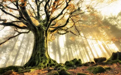 Majestic Tree Autumn Forest Sunlight Nature Wallpaper 4K 1920x1200 Hd, Desktop, Wallpaper, Of, A, Majestic, Tree, In, Autumn, Forest, Sunlight, Streaming, White, Ultrawide, Full HD