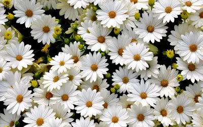 Vibrant Cluster White Daisies Natural Abstract Wallpaper 4K 1920x1200 A, Hd, Desktop, Wallpaper, Featuring, Vibrant, Cluster, White, Daisies, Natural, Setting, Full, Ultrawide, Full HD
