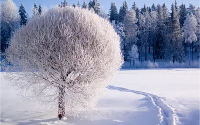 Misty Serene Wallpaper Nature Wallpaper 4K 2560x1600 A, Serene, Winter, Scene, Featuring, Snow-covered, Tree, Snowy, Pathway, Surrounded, Frosted, Evergreens, White, Ultrawide, QHD
