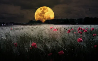 Serene Natural Full Space Wallpaper 4K 2560x1600 Hd, Desktop, Wallpaper, And, Background, Featuring, A, Serene, Natural, Scene, Full, Moon, Pink, Gray, Orange, Ultrawide, QHD