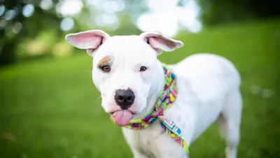 Animal Dog Animals Animals Wallpaper 4K 1920x1080 Animal, Dog, Hd, Desktop, Wallpaper, Background, Image, White, Ultrawide, Full HD