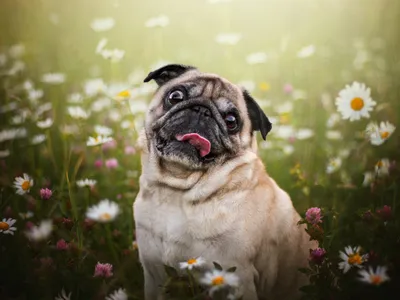 Golden Animal Wallpaper Animals Wallpaper 4K 2000x1500 Animal, Pug, Hd, Desktop, Wallpaper, Background, Image, Gray, White, Landscape, Full HD