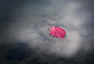 Minimalist Single Vibrant Pink Leaf Minimal Wallpaper 4K 4523x3074 A, Minimalist, 4k, Ultra, Hd, Wallpaper, Featuring, Single, Vibrant, Pink, Leaf, Floating, Gray, Landscape