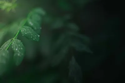 Raindrops Acacia Leaves Rainy Day Abstract Wallpaper 4K 6016x4000 Brown