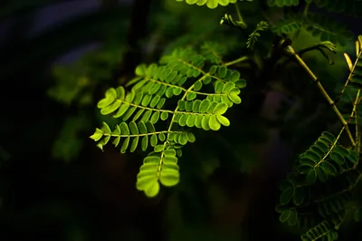 Green Leafed Plant Wallpaper 4K, Abstract category