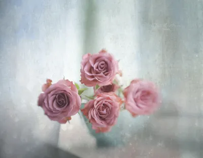 Dreamy Rose Wallpaper Nature Wallpaper 4K 4096x3184 Rose, Man, Made, Flower, Hd, Desktop, Wallpaper, White, Square, 4k