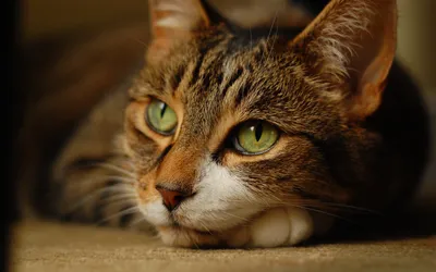Sleek Close Wallpaper Animals Wallpaper 4K 2560x1600 A, Close-up, Hd, Desktop, Wallpaper, Of, Cat, Striking, Green, Eyes, Lying, Down, Brown, Gray, Ultrawide, QHD
