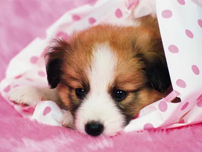 Golden Cute Wallpaper Abstract Wallpaper 4K 1600x1200 A, Hd, Desktop, Wallpaper, Featuring, Cute, Papillon, Puppy, Resting, Pink, Polka-dot, Blanket, White, Landscape