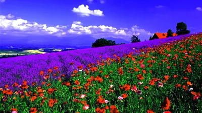 Golden Vibrant Wallpaper Nature Wallpaper 4K 1920x1080 Hd, Desktop, Wallpaper, Of, A, Vibrant, Spring, Landscape, Featuring, Field, Red, Poppies, White, Ultrawide, Full HD