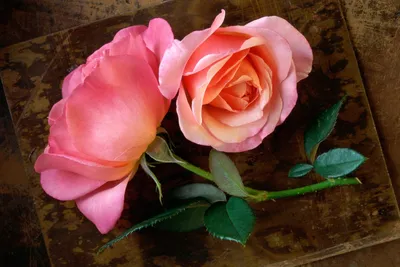 Close Two Pink Roses Stem Abstract Wallpaper 4K 1999x1333 Close-up, Of, Two, Pink, Roses, On, A, Stem, Green, Leaves, Set, Against, Gray, Landscape, Full HD