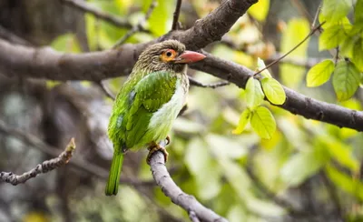 Large Green Barbet Abstract Wallpaper 4K 2048x1249 Large, Green, Barbet, By, Simon, De, Trey-white, White, Ultrawide, Full HD