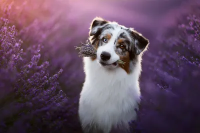 Dreamy Purple Wallpaper Animals Wallpaper 4K 2048x1363 Purple, Flower, Lavender, Dog, Animal, Australian, Shepherd, Desktop, Gray, Ultrawide, Full HD