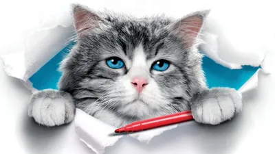 Bold Cat Wallpaper Animals Wallpaper 4K 1920x1080 Cat, Movie, Nine, Lives, Hd, Desktop, Wallpaper, White, Ultrawide, Full HD