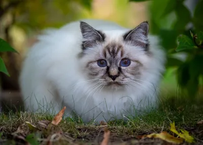 Golden Ragdoll Wallpaper Animals Wallpaper 4K 4608x3288 Ragdoll, Animal, Cat, Hd, Desktop, Wallpaper, Background, Gray, Landscape, 4k