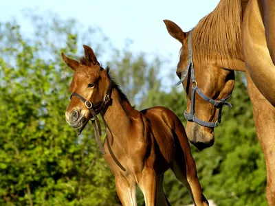 Vivid Chestnut Wallpaper Abstract Wallpaper 4K 1920x1440 Hd, Pc, Desktop, Wallpaper, Of, A, Chestnut, Mare, Foal, Against, Blurred, Green, White, Landscape, Full HD