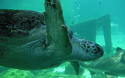 Close Turtle Swimming Underwater Clear Abstract Wallpaper 4K 1920x1200 Hd, Pc, Desktop, Wallpaper, Featuring, A, Close-up, Of, Turtle, Swimming, Underwater, Clear, Brown, Purple, Ultrawide, Full HD