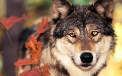 Vibrant Close Wallpaper Animals Wallpaper 4K 1920x1200 Hd, Desktop, Wallpaper, Featuring, A, Close-up, Of, Wolf, Intense, Golden, Eyes, Surrounded, White, Ultrawide, Full HD