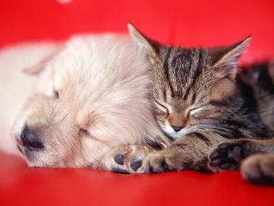 Epic Cute Wallpaper Wallpaper 4K, Abstract category