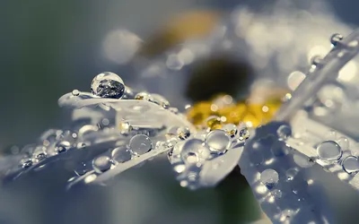 Radiant Still Wallpaper Nature Wallpaper 4K 1920x1200 Hd, Desktop, Wallpaper, Of, A, Still, Life, Scene, Featuring, Delicate, Water, Drops, Gray, Ultrawide, Full HD