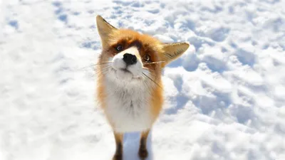 Close Curious Red Fox Standing Wallpaper 4K, Nature category