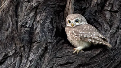 Bold Detailed Wallpaper Nature Wallpaper 4K 1920x1080 Hd, Pc, Desktop, Wallpaper, Featuring, A, Detailed, Close-up, Spotted, Owl, Perched, Against, Gray, Ultrawide, Full HD